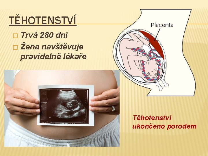 TĚHOTENSTVÍ Trvá 280 dní � Žena navštěvuje pravidelně lékaře � Těhotenství ukončeno porodem 