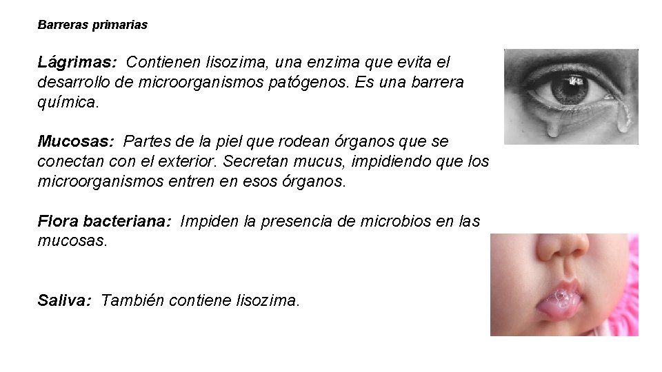 Barreras primarias Lágrimas: Contienen lisozima, una enzima que evita el desarrollo de microorganismos patógenos.