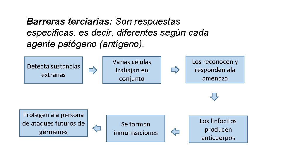 Barreras terciarias: Son respuestas específicas, es decir, diferentes según cada agente patógeno (antígeno). Detecta