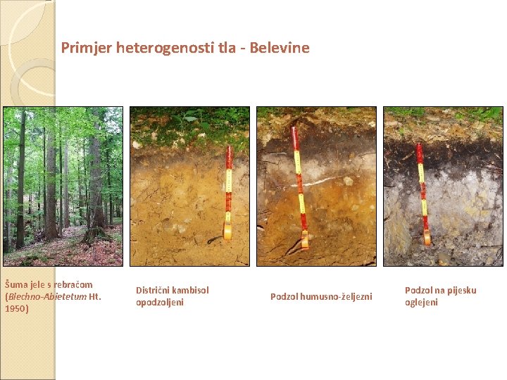 Primjer heterogenosti tla - Belevine Šuma jele s rebračom (Blechno-Abietetum Ht. 1950) Distrični kambisol