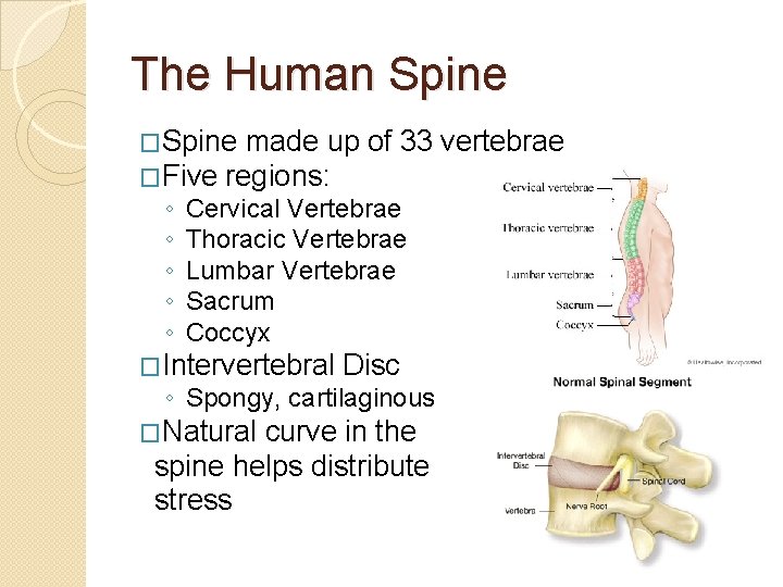 The Human Spine �Spine made up �Five regions: ◦ ◦ ◦ of 33 vertebrae