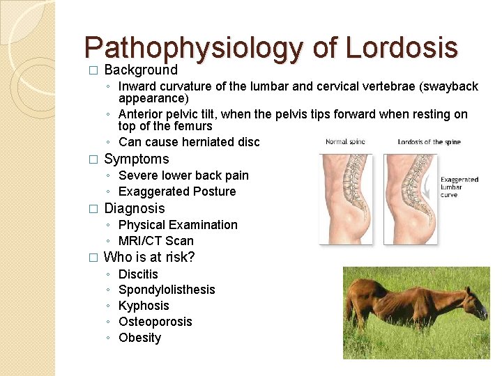 Pathophysiology of Lordosis � Background ◦ Inward curvature of the lumbar and cervical vertebrae