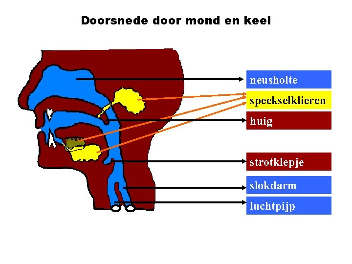 Doorsnede door mond en keel neusholte speekselklieren huig strotklepje slokdarm luchtpijp 