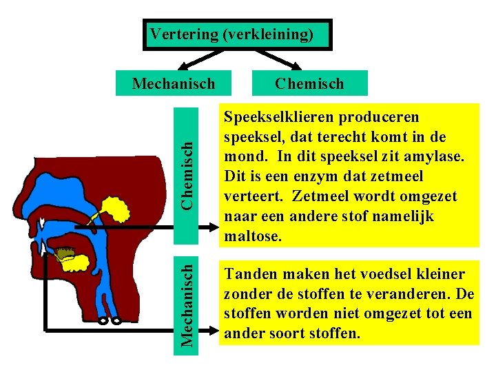 Vertering (verkleining) Chemisch Speekselklieren produceren speeksel, dat terecht komt in de mond. In dit