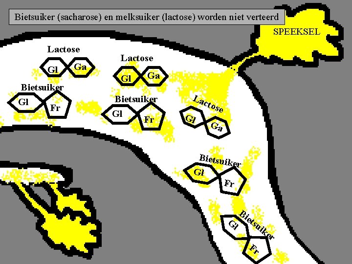 Bietsuiker (sacharose) en melksuiker (lactose) worden niet verteerd SPEEKSEL Lactose Gl Bietsuiker Gl Fr