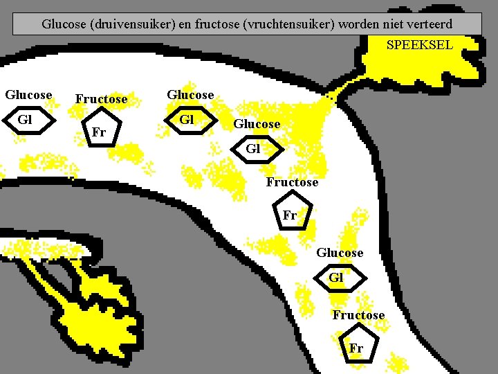 Glucose (druivensuiker) en fructose (vruchtensuiker) worden niet verteerd SPEEKSEL Glucose Gl Fructose Fr 