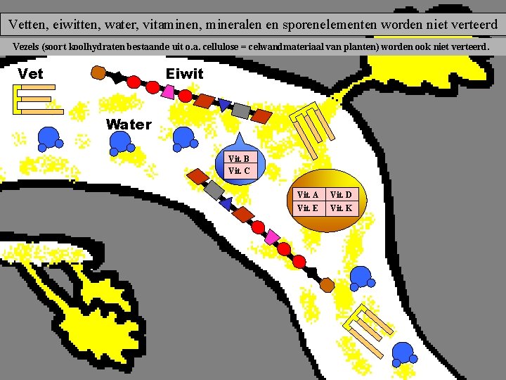 Vetten, eiwitten, water, vitaminen, mineralen en sporenelementen worden niet verteerd SPEEKSEL Vezels (soort koolhydraten