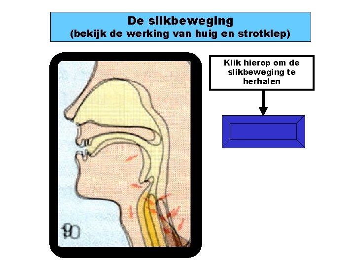 De slikbeweging (bekijk de werking van huig en strotklep) Klik hierop om de slikbeweging