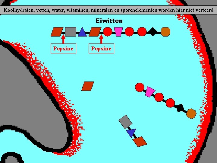 Koolhydraten, vetten, water, vitaminen, mineralen sporenelementen Vertering in ende maag worden hier niet verteerd