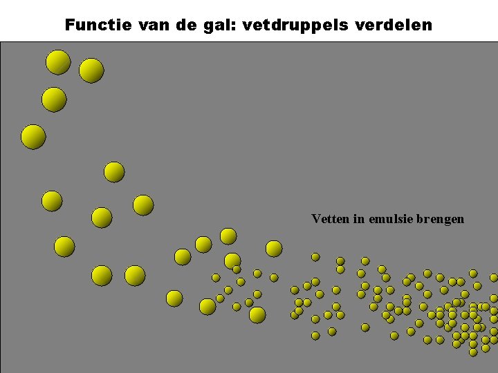 Functie van de gal: vetdruppels verdelen GAL Vetten in emulsie brengen 