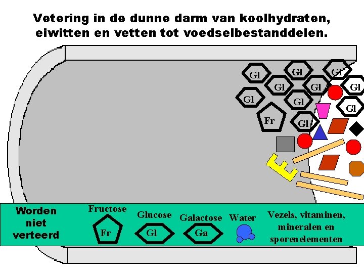 Vetering in de dunne darm van koolhydraten, eiwitten en vetten tot voedselbestanddelen. Gl Gl