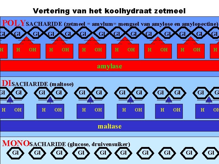 Vertering van het koolhydraat zetmeel POLYSACHARIDE (zetmeel = amylum= mengsel van amylose en amylopectine)