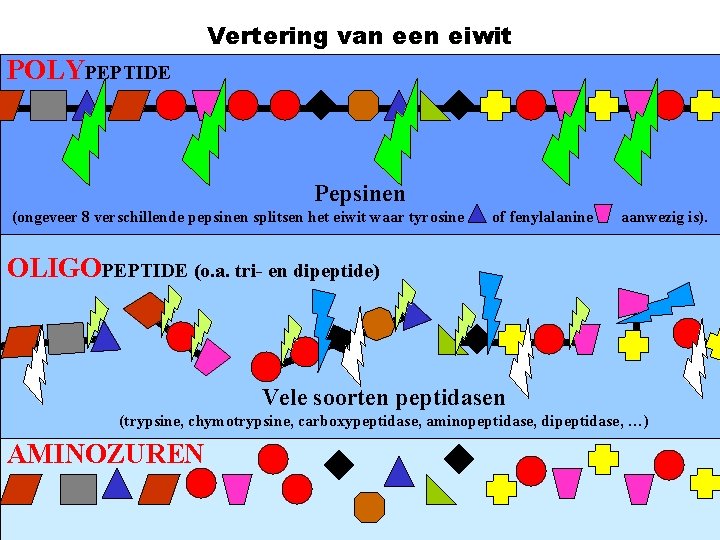 Vertering van een eiwit POLYPEPTIDE Pepsinen (ongeveer 8 verschillende pepsinen splitsen het eiwit waar