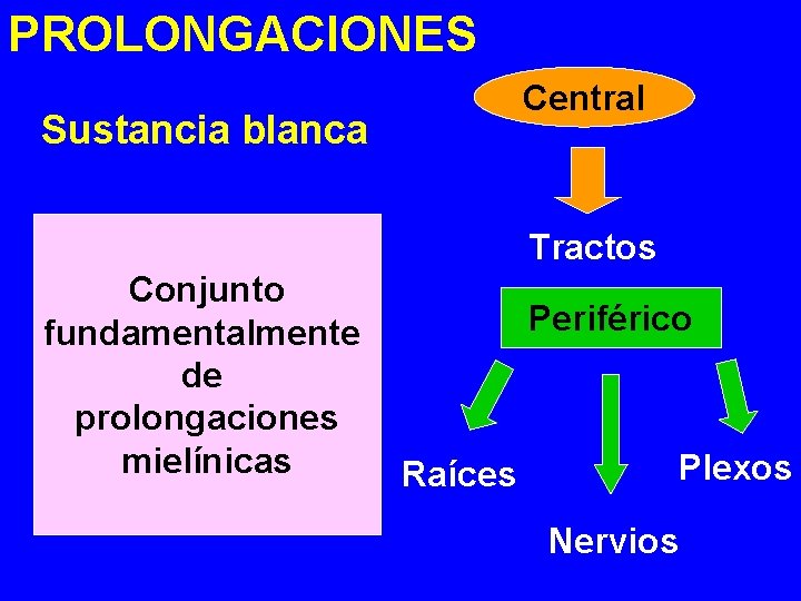 PROLONGACIONES Sustancia blanca Central Tractos Conjunto Periférico fundamentalmente de prolongaciones mielínicas Plexos Raíces Nervios