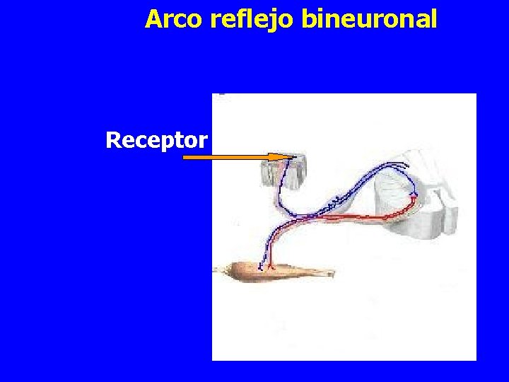 Arco reflejo bineuronal Receptor 
