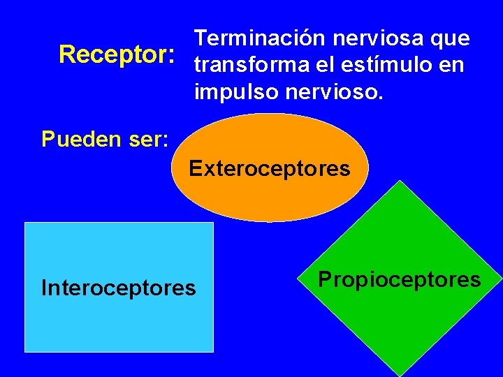 Terminación nerviosa que Receptor: transforma el estímulo en impulso nervioso. Pueden ser: Exteroceptores Interoceptores