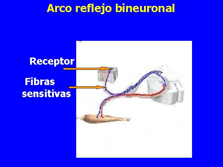 Arco reflejo bineuronal Receptor Fibras sensitivas 