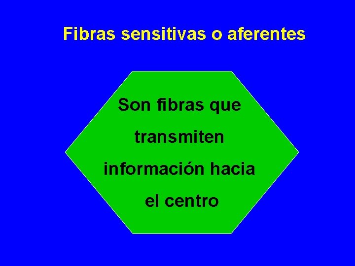Fibras sensitivas o aferentes Son fibras que transmiten información hacia el centro 
