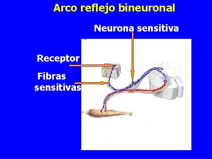 Arco reflejo bineuronal Neurona sensitiva Receptor Fibras sensitivas 
