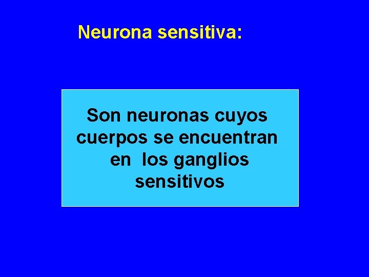 Neurona sensitiva: Son neuronas cuyos cuerpos se encuentran en los ganglios sensitivos 