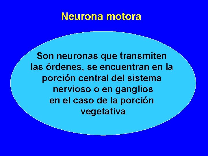 Neurona motora Son neuronas que transmiten las órdenes, se encuentran en la porción central