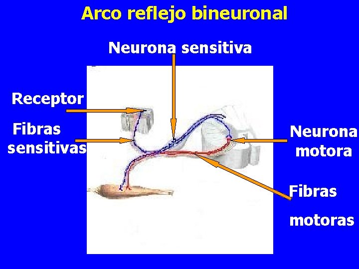 Arco reflejo bineuronal Neurona sensitiva Receptor Fibras sensitivas Neurona motora Fibras motoras 