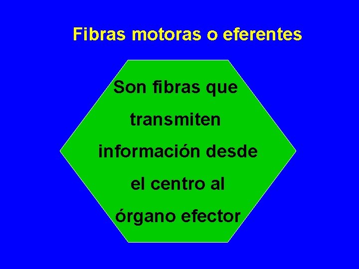 Fibras motoras o eferentes Son fibras que transmiten información desde el centro al órgano