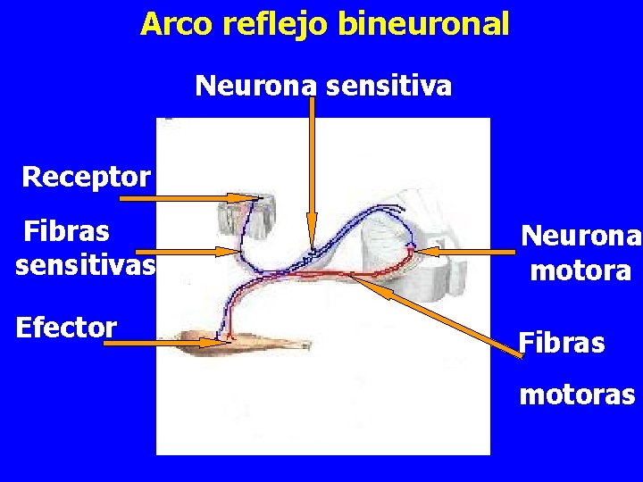 Arco reflejo bineuronal Neurona sensitiva Receptor Fibras sensitivas Efector Neurona motora Fibras motoras 