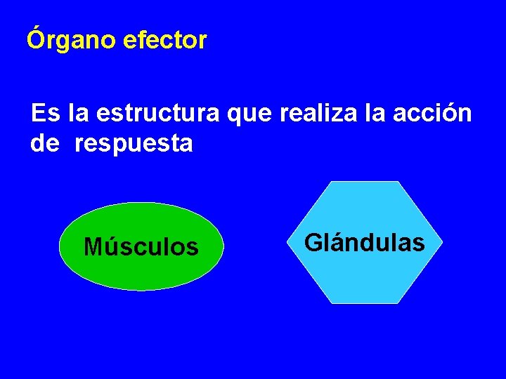 Órgano efector Es la estructura que realiza la acción de respuesta Músculos Glándulas 