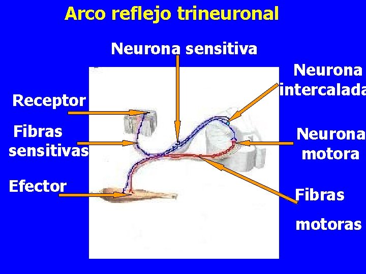 Arco reflejo trineuronal Neurona sensitiva Receptor Fibras sensitivas Efector Neurona intercalada Neurona motora Fibras