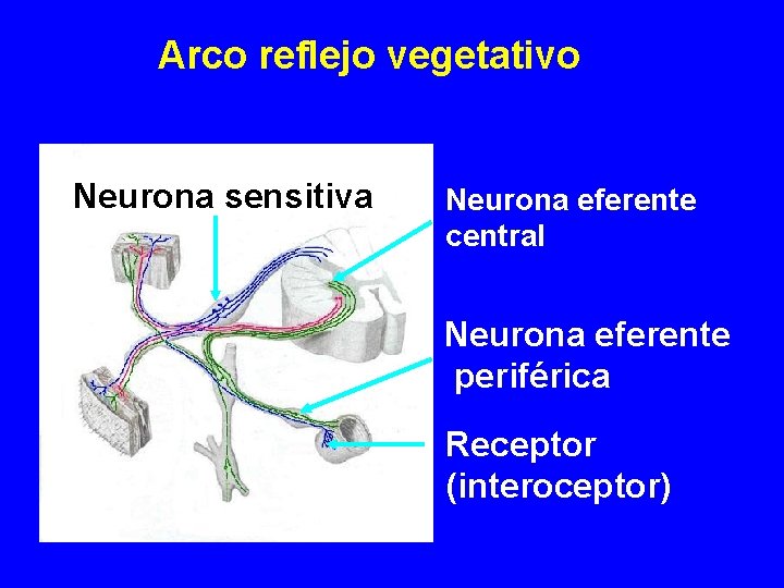 Arco reflejo vegetativo Neurona sensitiva Neurona eferente central Neurona eferente periférica Receptor (interoceptor) 