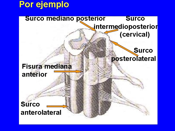 Por ejemplo Surco mediano posterior Surco intermedioposterior (cervical) Surco posterolateral Fisura mediana anterior Surco