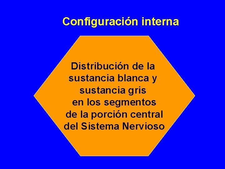 Configuración interna Distribución de la sustancia blanca y sustancia gris en los segmentos de