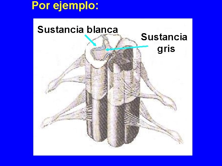 Por ejemplo: Sustancia blanca Sustancia gris 