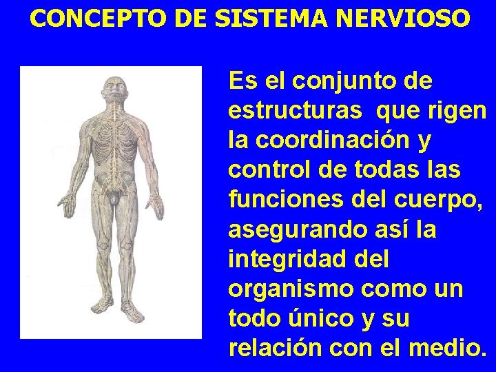 CONCEPTO DE SISTEMA NERVIOSO Es el conjunto de estructuras que rigen la coordinación y