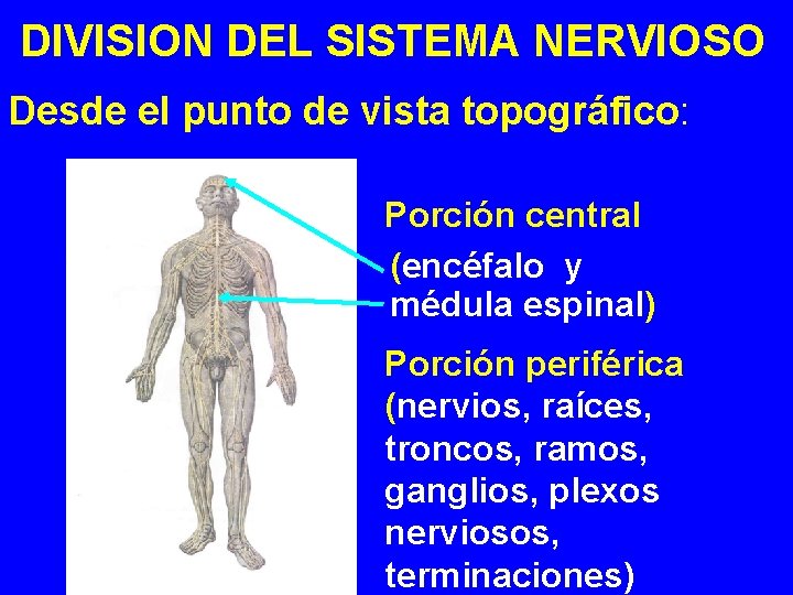  DIVISION DEL SISTEMA NERVIOSO Desde el punto de vista topográfico: Porción central (encéfalo