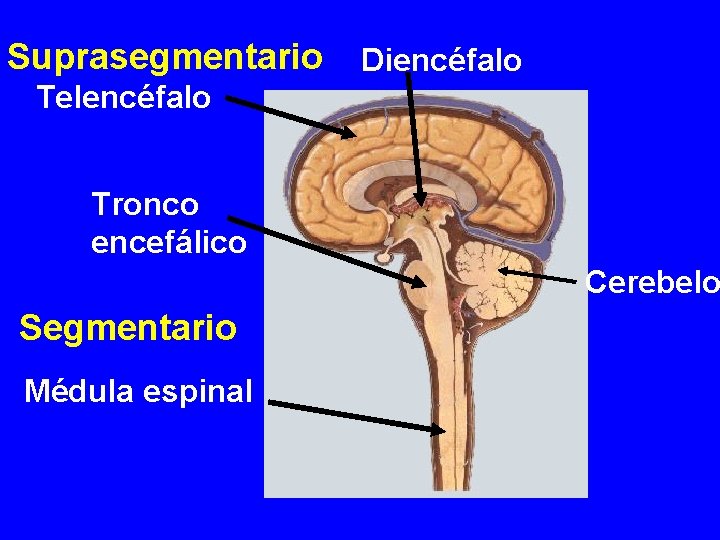 Suprasegmentario Diencéfalo Telencéfalo Tronco encefálico Cerebelo Segmentario Médula espinal 