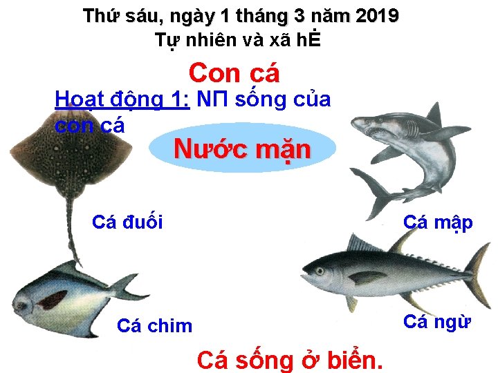 Thứ sáu, ngày 1 tháng 3 năm 2019 Tự nhiên và xã hĖ Con