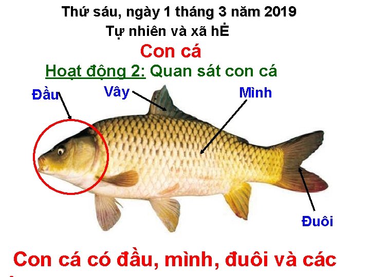 Thứ sáu, ngày 1 tháng 3 năm 2019 Tự nhiên và xã hĖ Con