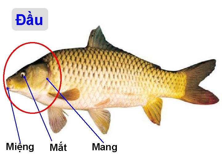 Đầu Miệng Mắt Mang 