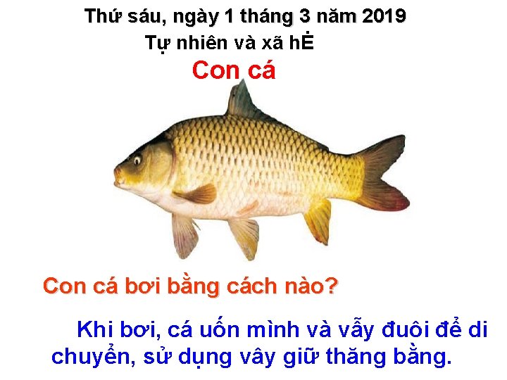 Thứ sáu, ngày 1 tháng 3 năm 2019 Tự nhiên và xã hĖ Con