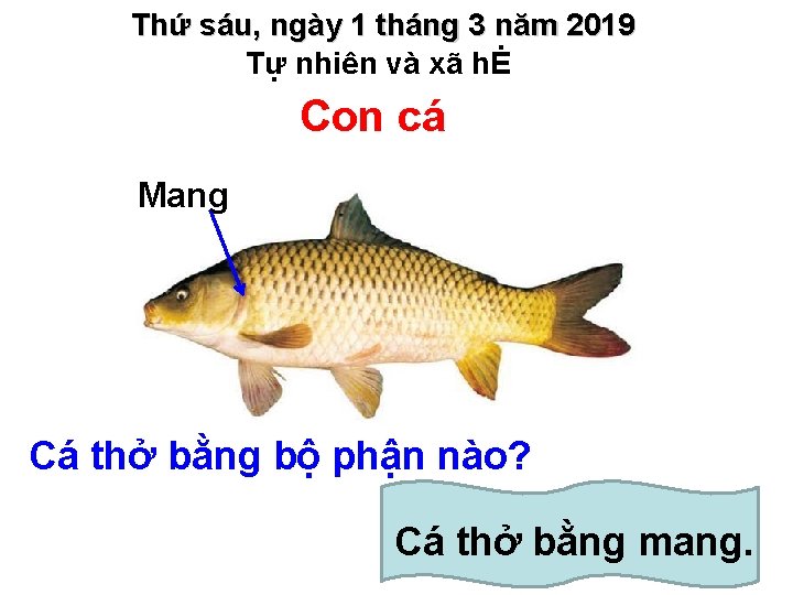 Thứ sáu, ngày 1 tháng 3 năm 2019 Tự nhiên và xã hĖ Con