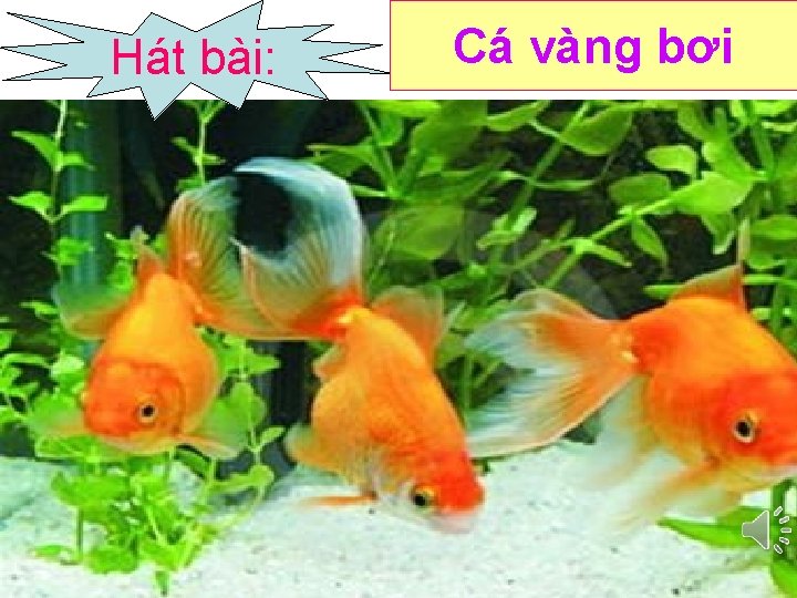 Hát bài: Cá vàng bơi 