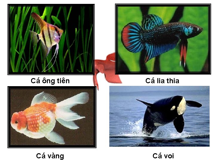 Cá ông tiên Cá lia thia Cá vàng Cá voi 