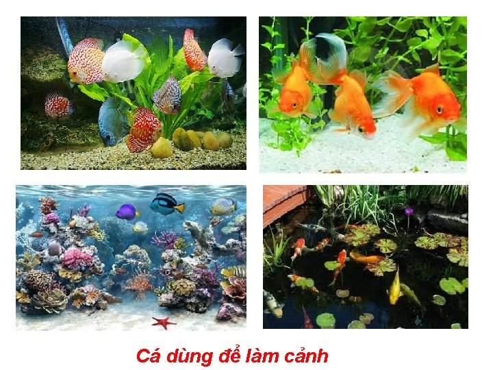 Cá dùng để làm cảnh 