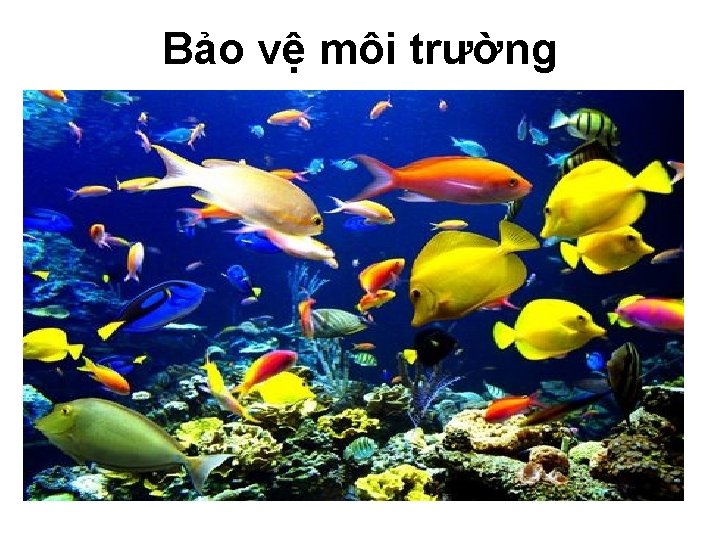 Bảo vệ môi trường 