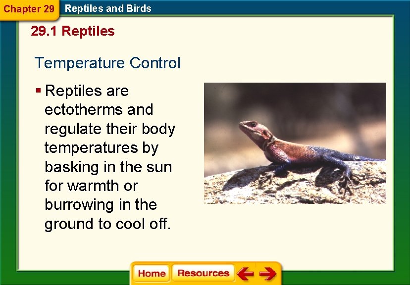 Chapter 29 Reptiles and Birds 29. 1 Reptiles Temperature Control § Reptiles are ectotherms