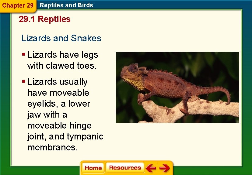 Chapter 29 Reptiles and Birds 29. 1 Reptiles Lizards and Snakes § Lizards have