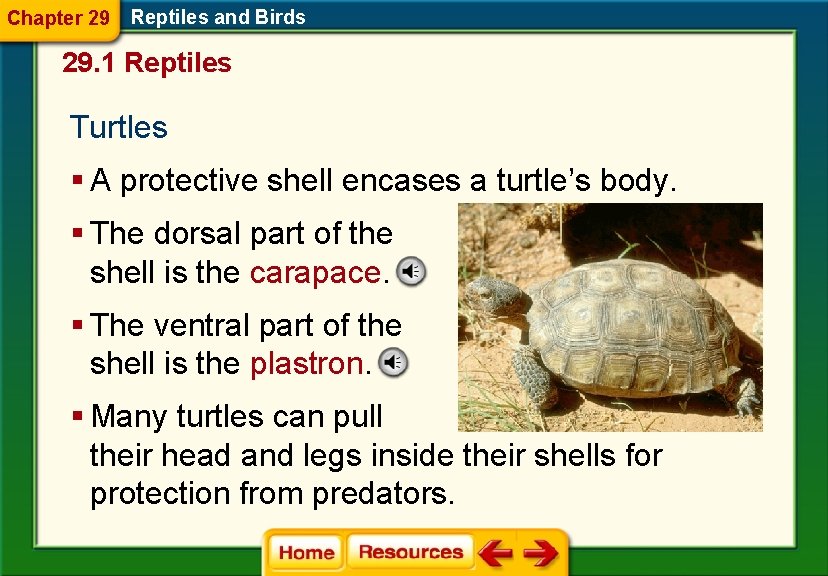 Chapter 29 Reptiles and Birds 29. 1 Reptiles Turtles § A protective shell encases