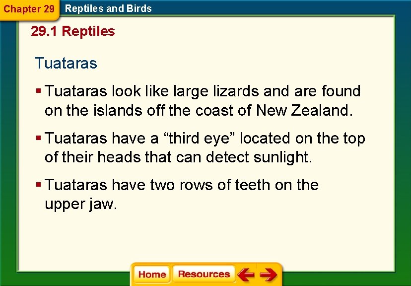 Chapter 29 Reptiles and Birds 29. 1 Reptiles Tuataras § Tuataras look like large